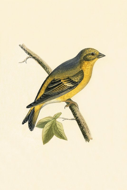 Pinzón Citril, ilustración de 