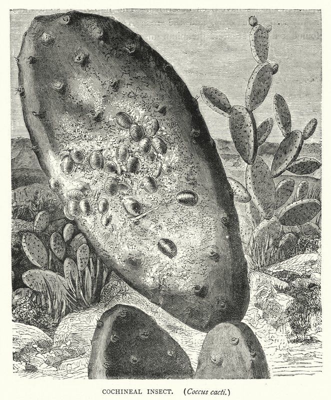 Insecto cochinilla, Coccus cacti de English School