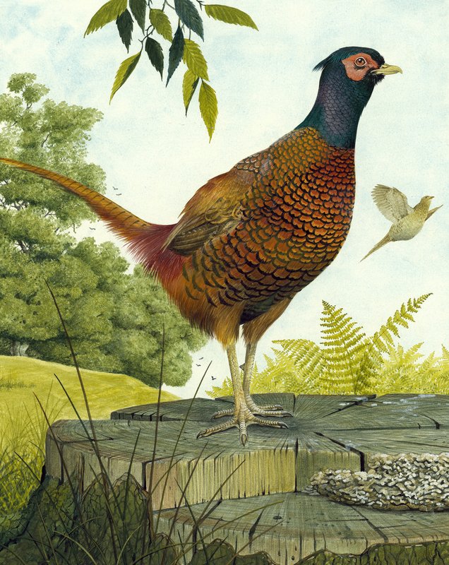 Gallina de mar de English School