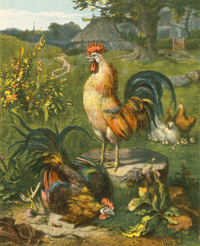 Gallo, el vencedor de English School