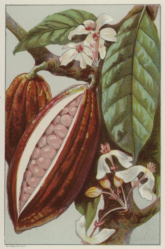 Flores y vainas de cacao, mostrando el interior de una vaina (chromolitho) de English School