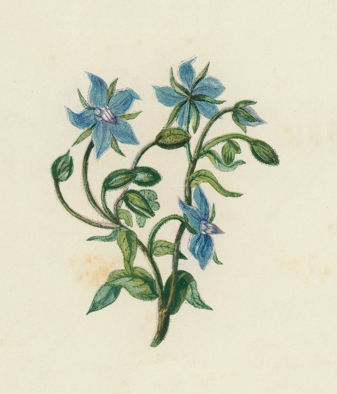 Borraja común, Borago Officinalis de English School