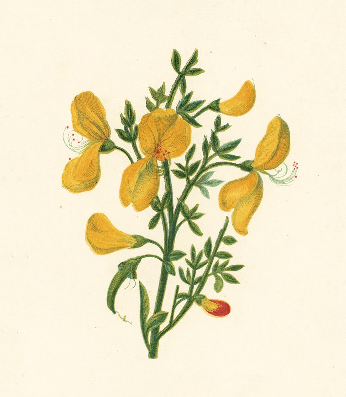 Retama común, Cytisus Scoparius de English School