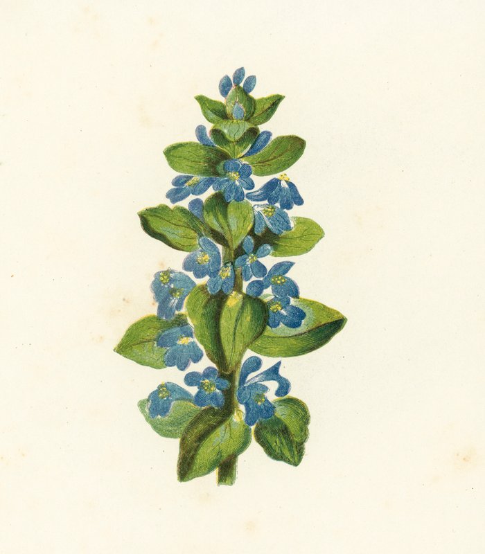 Corneta común, Ajuga Reptans (litografía en color) de English School