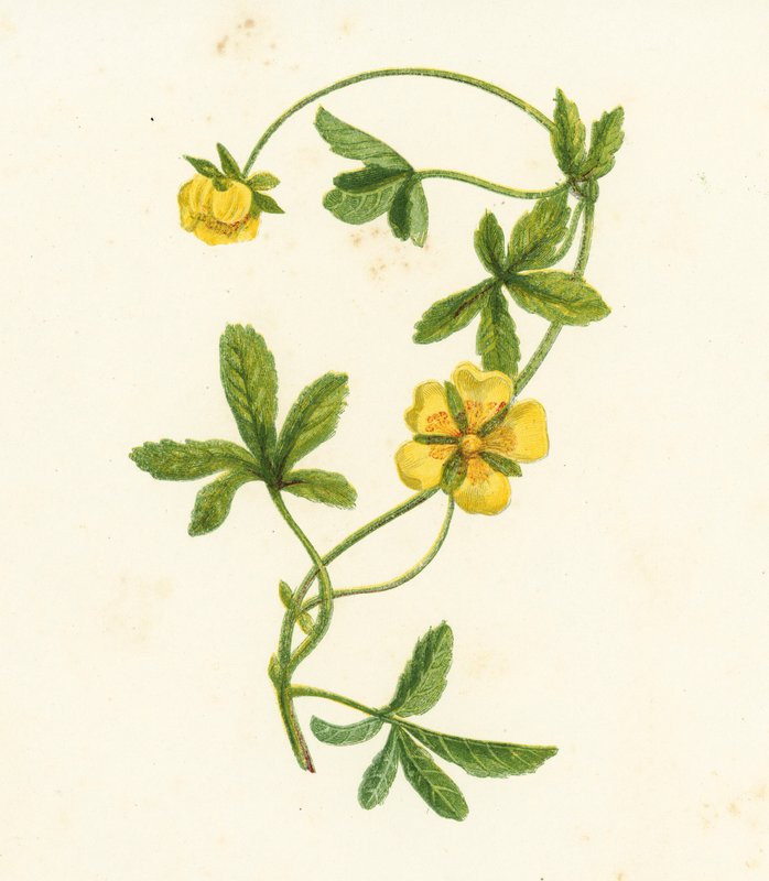 Potentilla Reptans (litografía en color) de English School