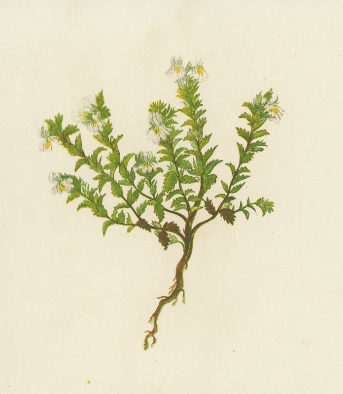 Eufrasia común, Euphrasia Officinalis (litografía en color) de English School