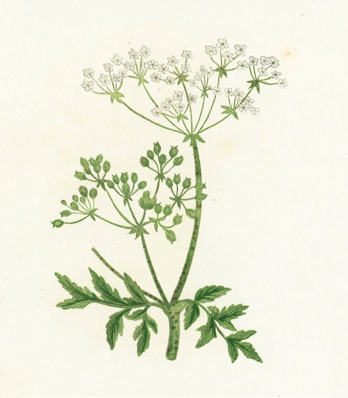 Cicuta Común, Conium Maculatum de English School