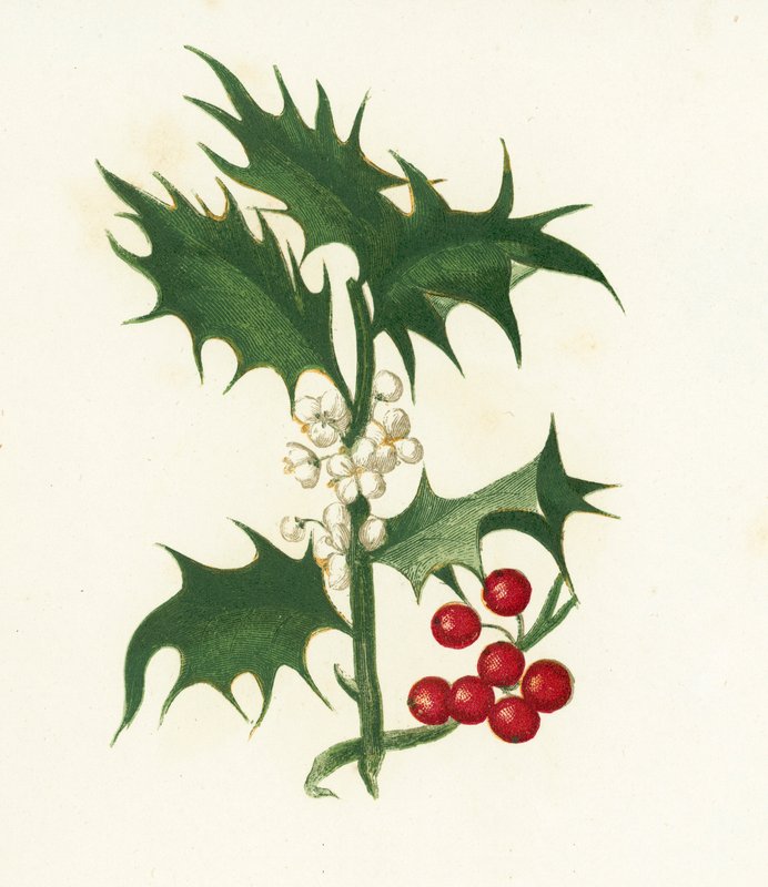 Acebo Común, Ilex Aquifolium de English School