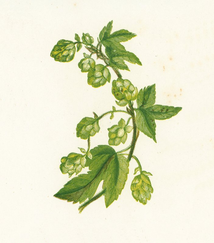 Lúpulo común, Humulus Lupulus de English School