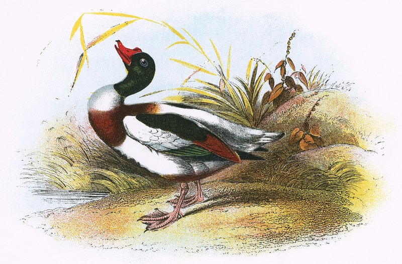 Pato común de English School