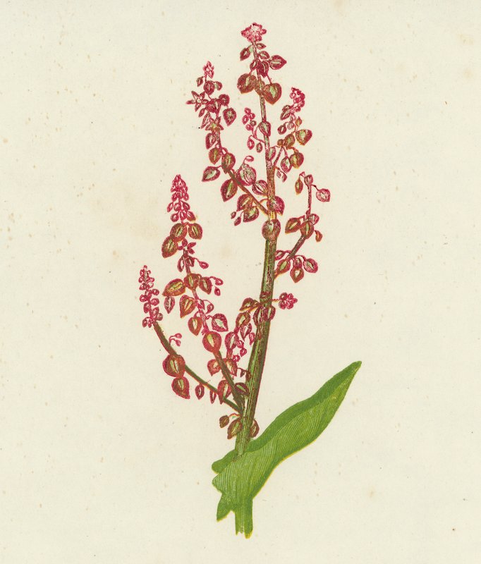 Acedera común, Rumex acetosa (litografía en color) de English School