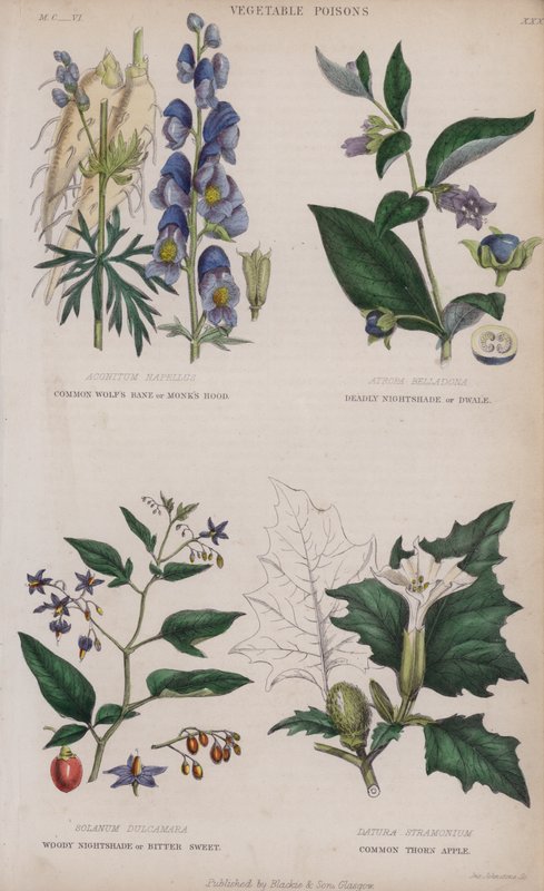 Acónito común o capucha de monje; Belladona mortal o dwale; Solano leñoso o amargo dulce; Estramonio común de English School