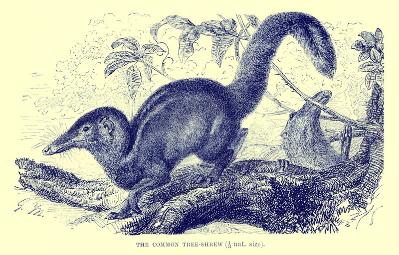 Musaraña arbórea común, ilustración de 