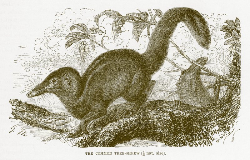 Musaraña arborícola común, ilustración de The Royal Natural History de English School