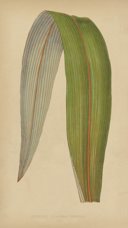 Cordyline (Dracaena) Indivisa de English School