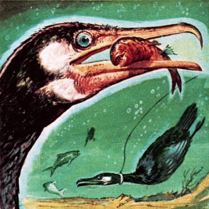 Cormorán de English School
