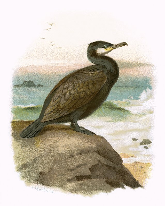 Cormorán de English School