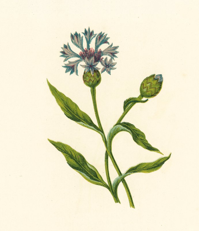 Corn Blue-Bottle, Centaurea Cyanus (litografía en color) de English School