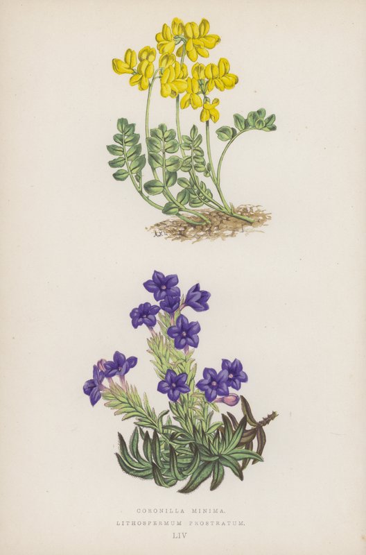 Coronilla Minima; Lithospermum Prostratum (litografía en color) de English School