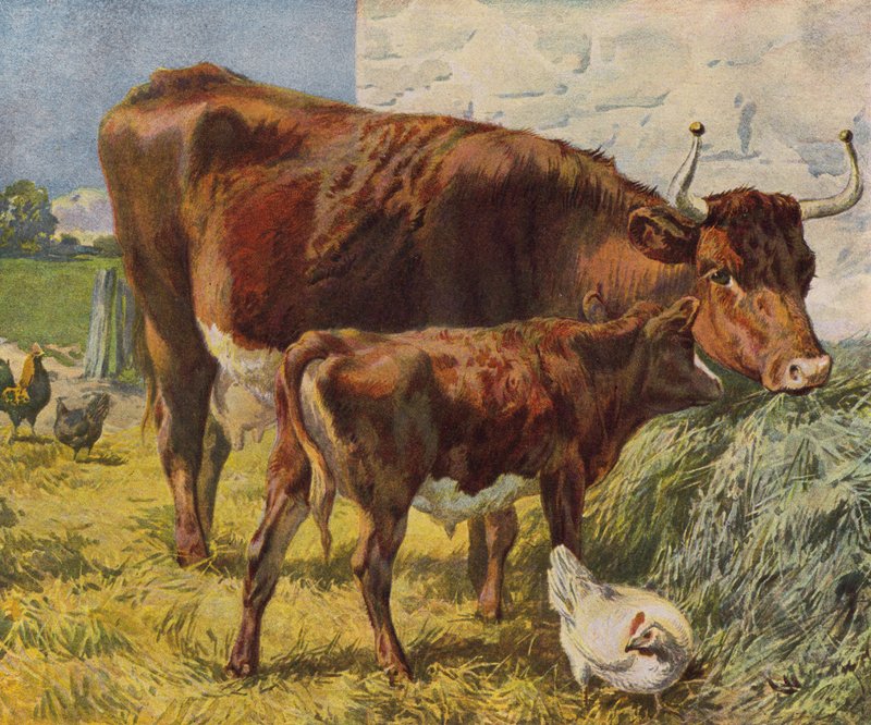 Vaca, ternero y gallinas de English School