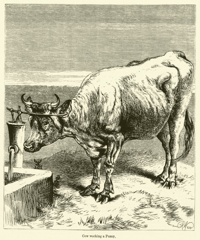Vaca trabajando en una bomba de English School