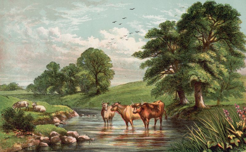 Vacas de pie en el arroyo de English School