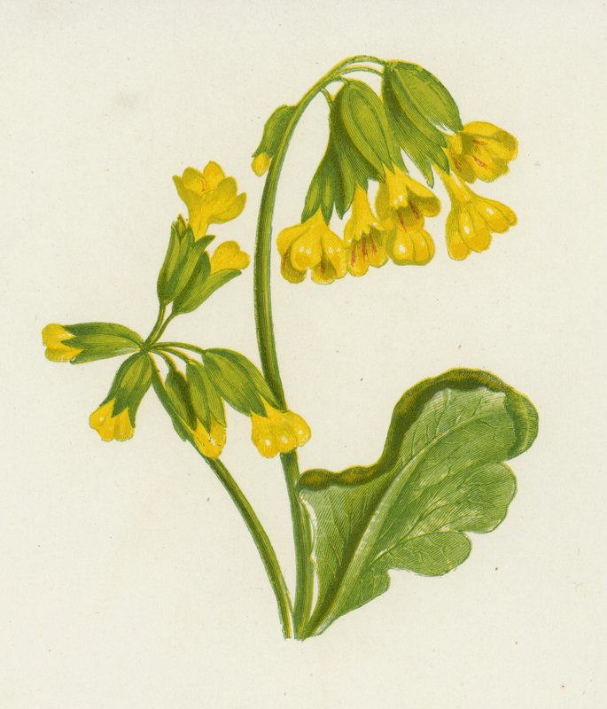Primavera, Primula Veris de English School