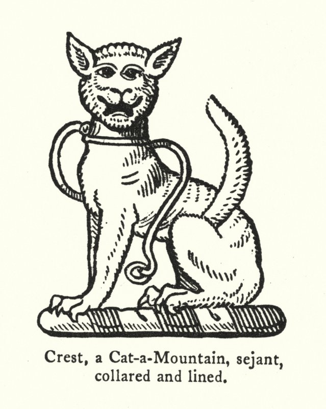 Cresta, un Gato Montés, sentado, con collar y línea de English School