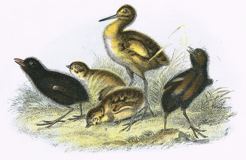 Zarapito, Rascón, Perdiz y Gallineta (en el sentido de las agujas del reloj) de English School