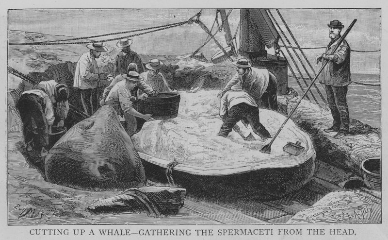 Cortando una ballena, recogiendo el espermaceti de la cabeza de English School