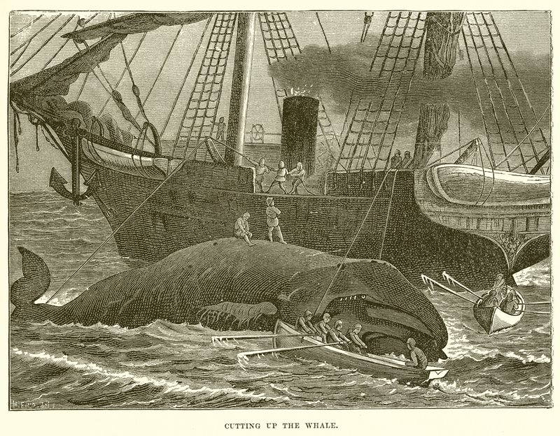 Despiece de la ballena de English School