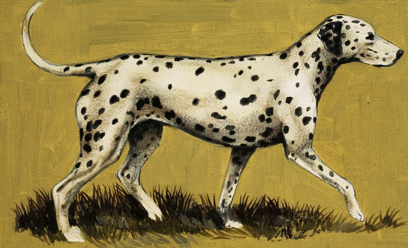 Perro dálmata de English School