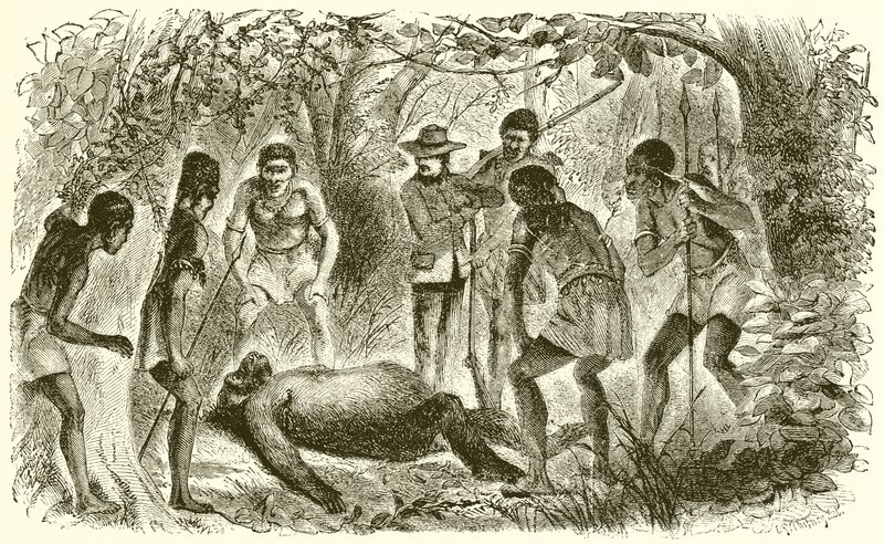 Muerte del primer gorila de Du Chaillu de English School