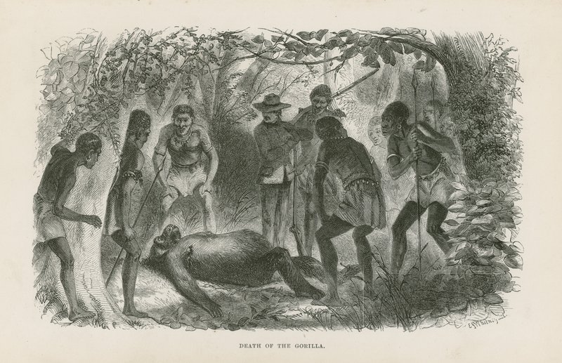 Muerte del gorila de English School