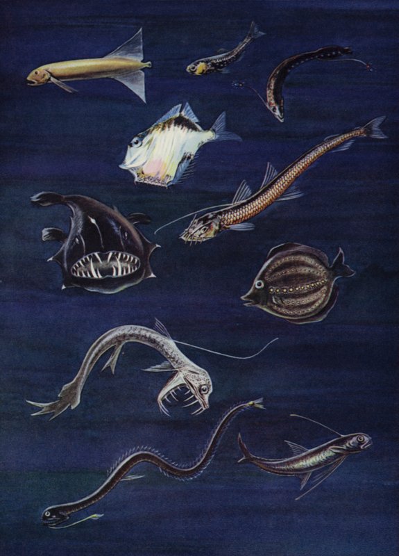 Peces de aguas profundas (litografia de color) de English School