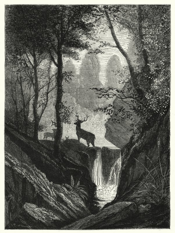 Ciervo en el bosque (grabado) de English School