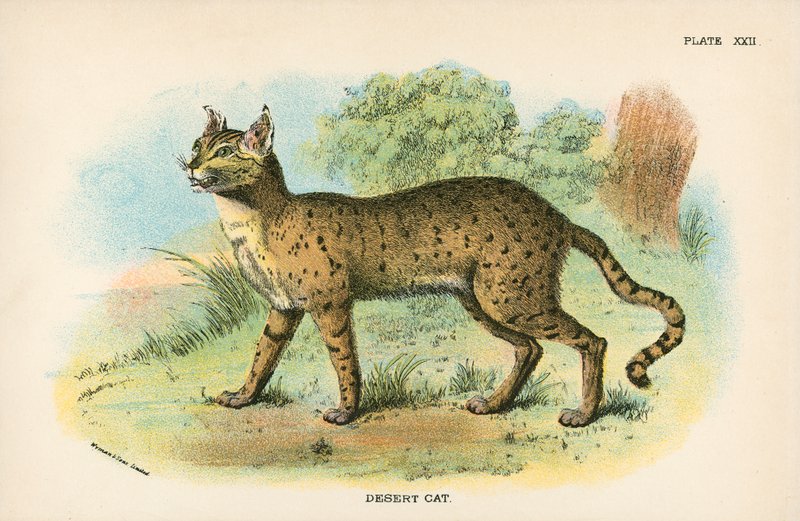 Gato del desierto de English School