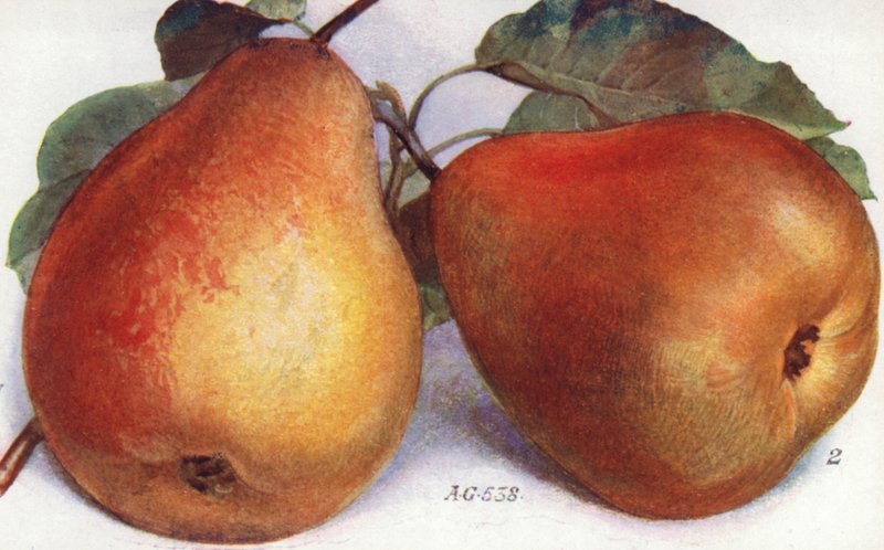 Peras de postre (litografía en color) de English School