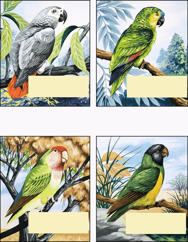 Diferentes tipos de loros de English School
