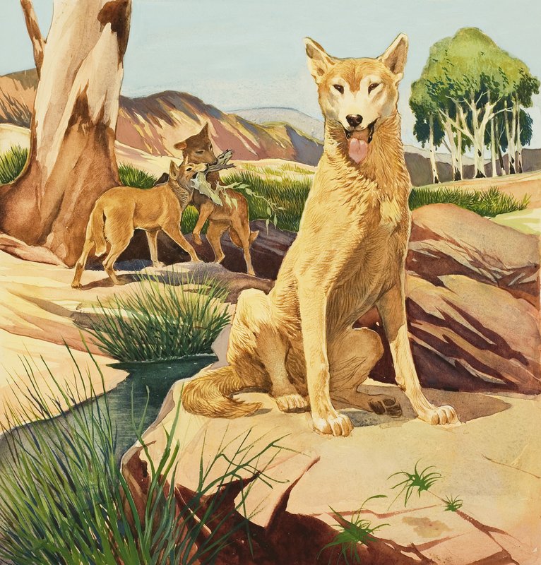 Dingo de English School