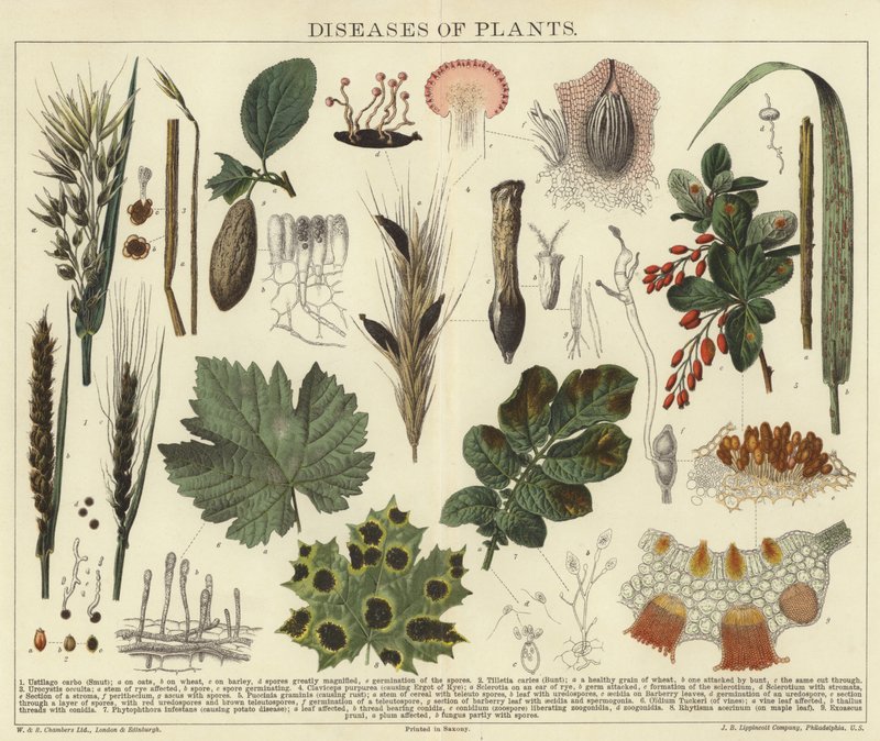Enfermedades de las plantas de English School
