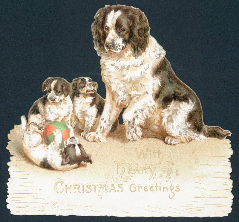 Perro y cachorros de English School