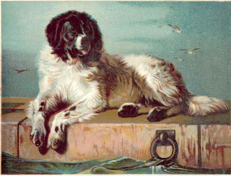 Perro sentado al borde del mar (cromolito) de English School