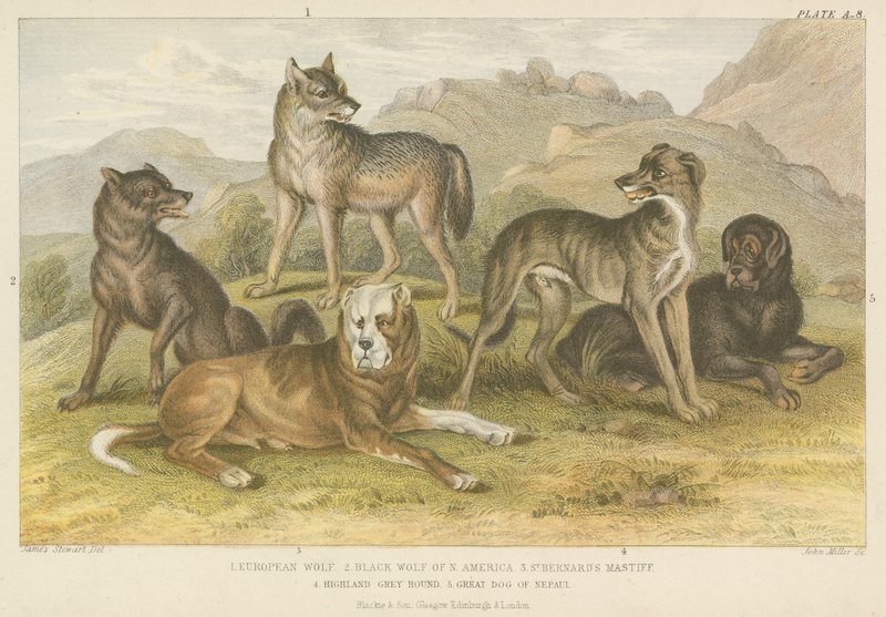 Perros y lobos de English School