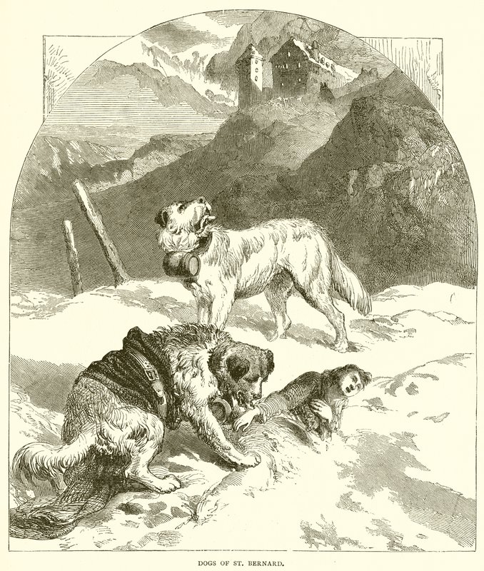 Perros de San Bernardo de English School