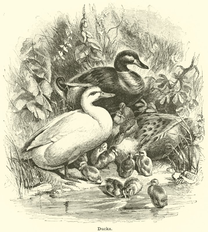 Patos de English School