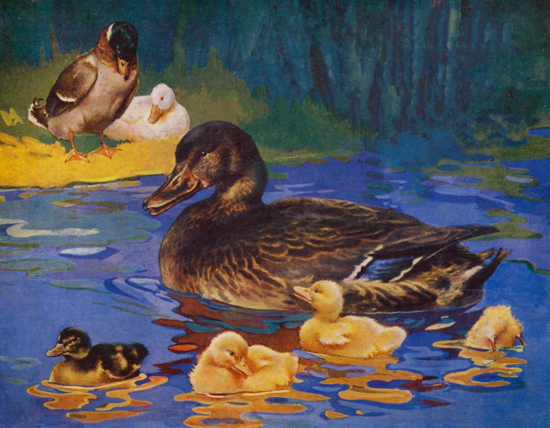 Patos y patitos (litografia en color) de English School