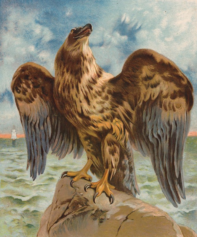 Águila (litografía en color) de English School
