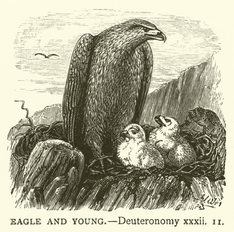 Águila y Crías, Deuteronomio, xxxii de English School