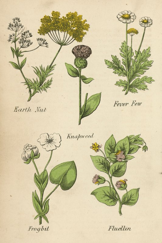 Nuez de la tierra, Fiebre de Few, Knapweed, Frogbit, Fluellin (litografía en color) de English School